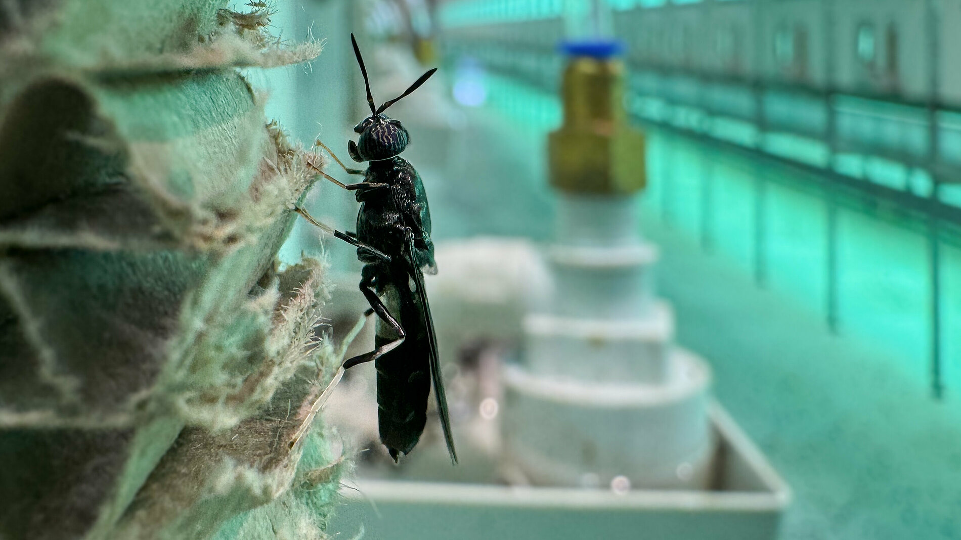 Insekten: Tierfutter der Zukunft 